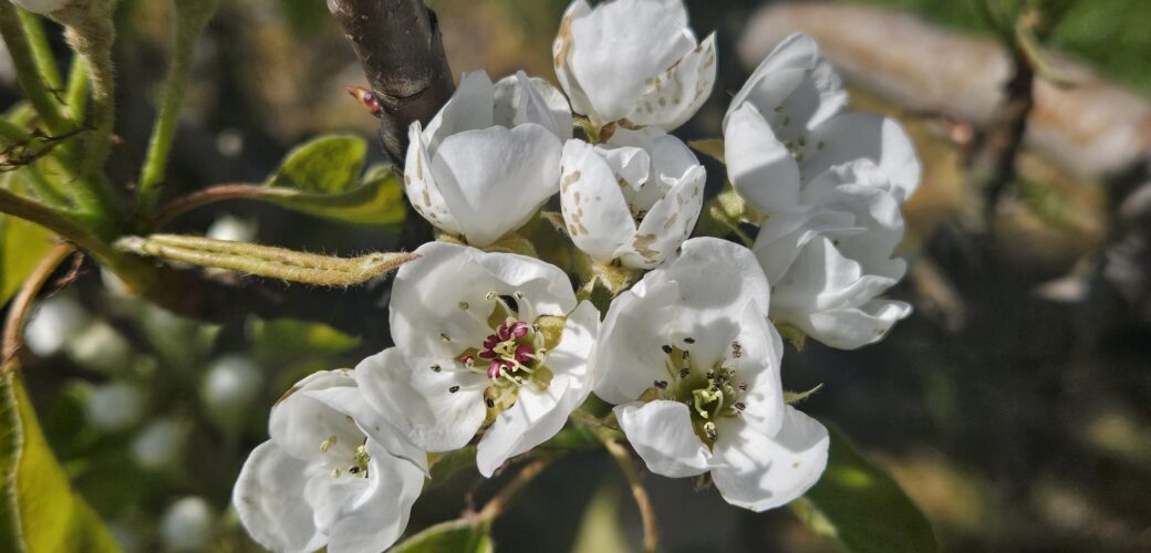 NFO Taskforce Gewasbescherming: ‘Samen sterk, imkers en fruittelers’