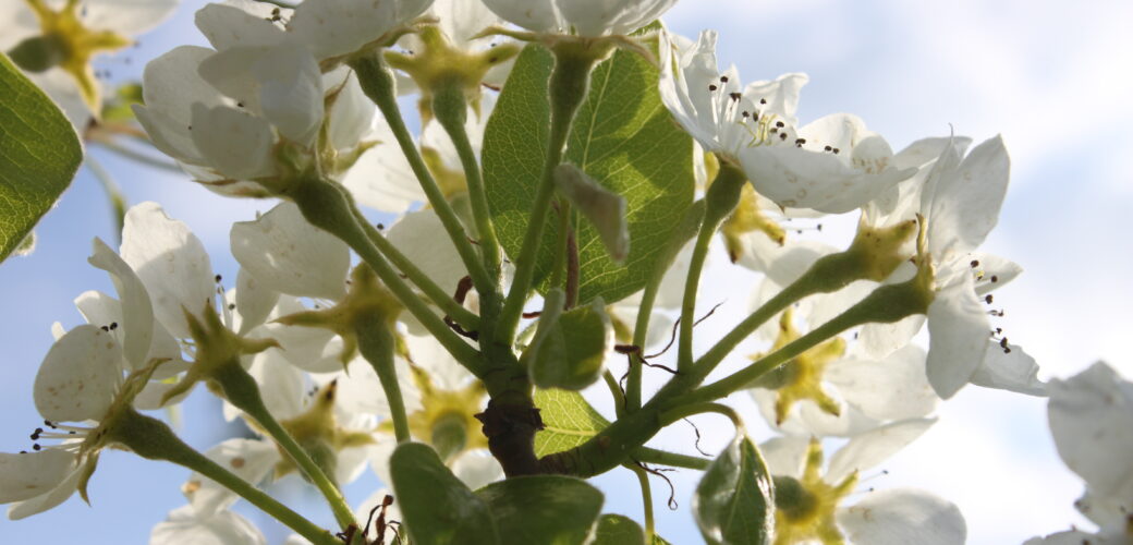 Vragen rondom afbakening bloeiperiode bij inzet captan
