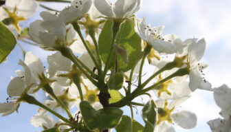 Vragen rondom afbakening bloeiperiode bij inzet captan