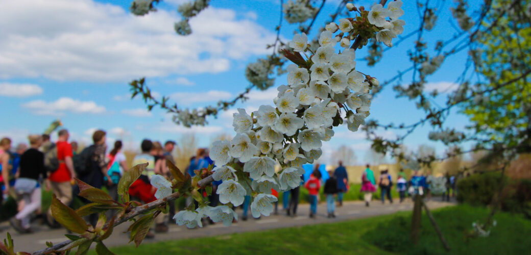 Bloesem-inspiratietour naar Belgische Haspengouw-regio
