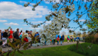 Bloesem-inspiratietour naar Belgische Haspengouw-regio