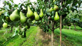 NFO ziet inbreng terug in Programma Buitengebied Neder-Betuwe