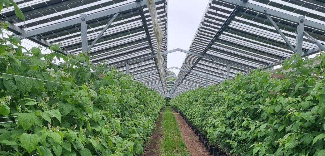 Factsheet over kansen en impact van zonnepanelen tussen of boven gewassen