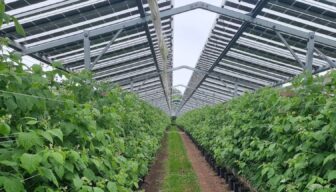 Factsheet over kansen en impact van zonnepanelen tussen of boven gewassen