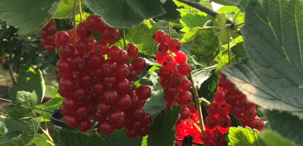 Ctgb scherpt Tracer-etiket aan