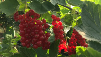 Ctgb scherpt Tracer-etiket aan