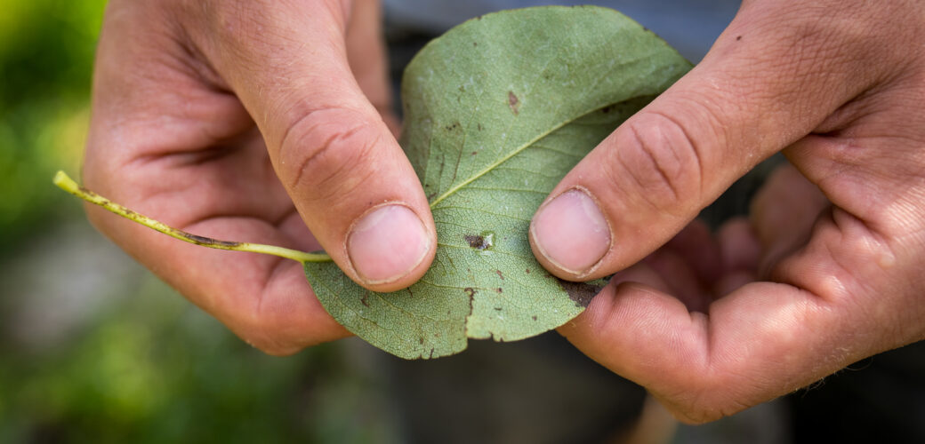 Een gezond gewas begint voordat je het ziet!