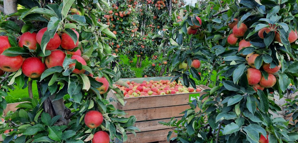 Tussentijdse wijzigingen in cao Open Teelten