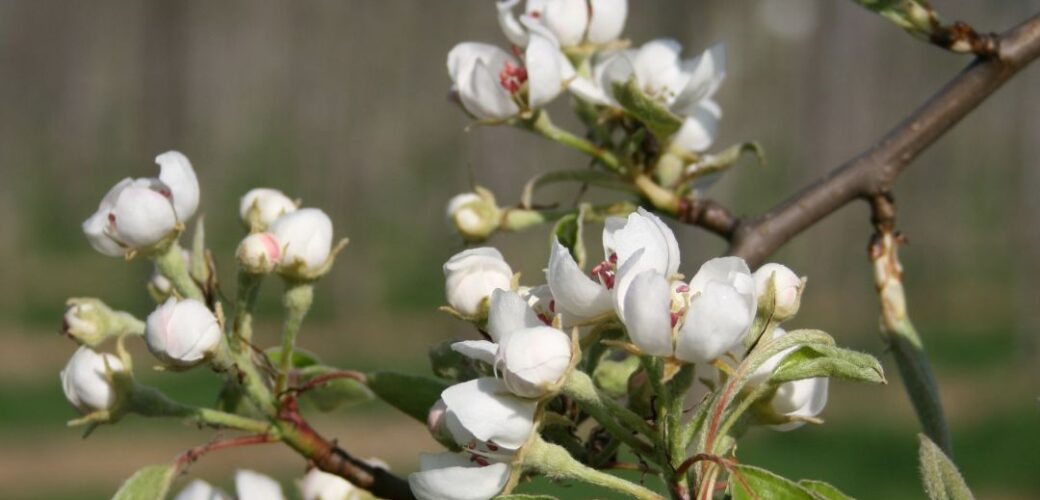 Beleidskader Land- en tuinbouw Gelderland bijgesteld