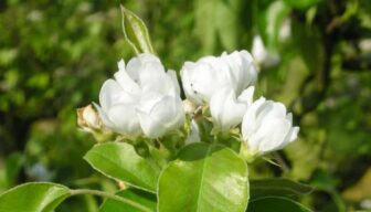 Overleg gemeente Buren: inzet op werkbaar beleid en duidelijkheid voor fruittelers