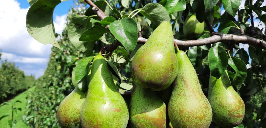 Update Europese hardfruitvoorraden: appel- en perenvoorraden fors hoger dan vorig jaar